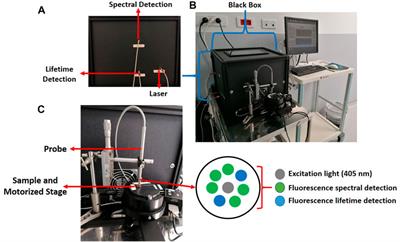 Characterization of a bimodal multi-fibre optic clinical probe for in situ tissue diagnosis based on spectrally-and temporally-resolved autofluorescence